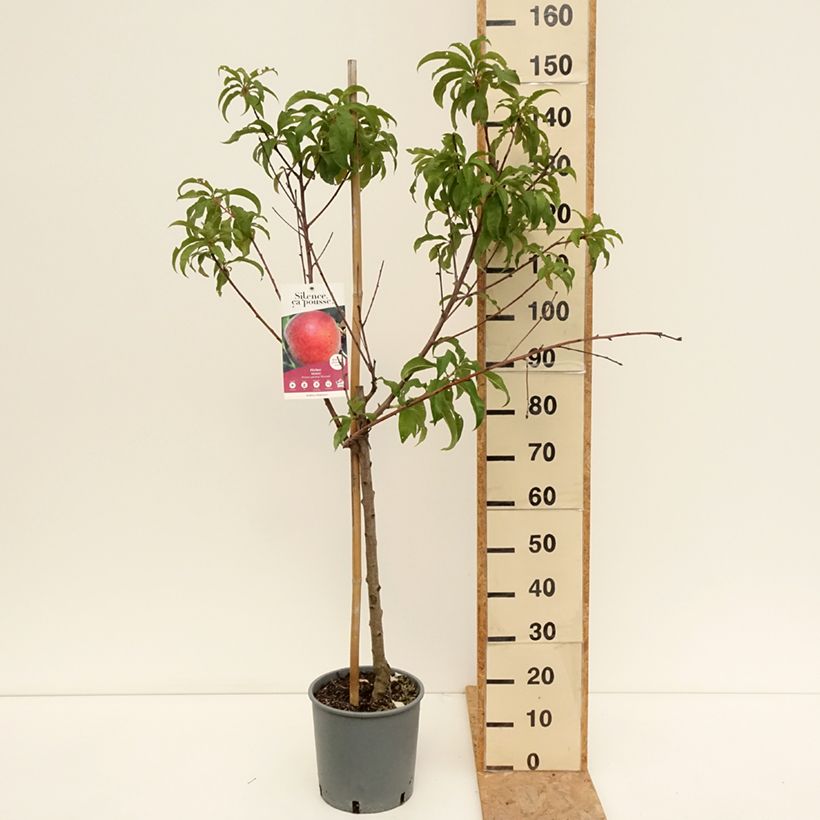 Amostra de Pessegueiro Dixired - Prunus persica Vaso de 7,5 L/10 L, Copo tal como entregue no verão