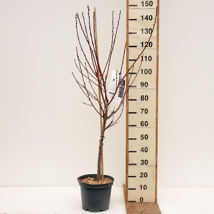 Amostra de Pessegueiro de vinha Golden Caesar - Prunus persica Vaso de 7,5 L/10 L, Copo tal como entregue no inverno