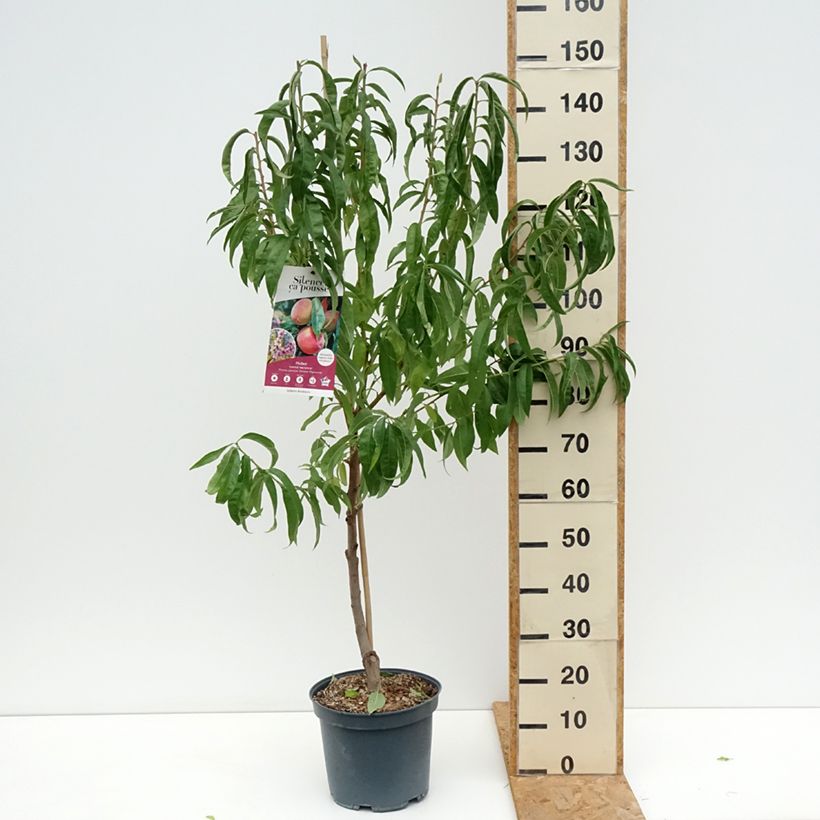 Amostra de Pêcher Grosse Mignonne  Vaso de 7,5 L/10 L, Copo tal como entregue no verão