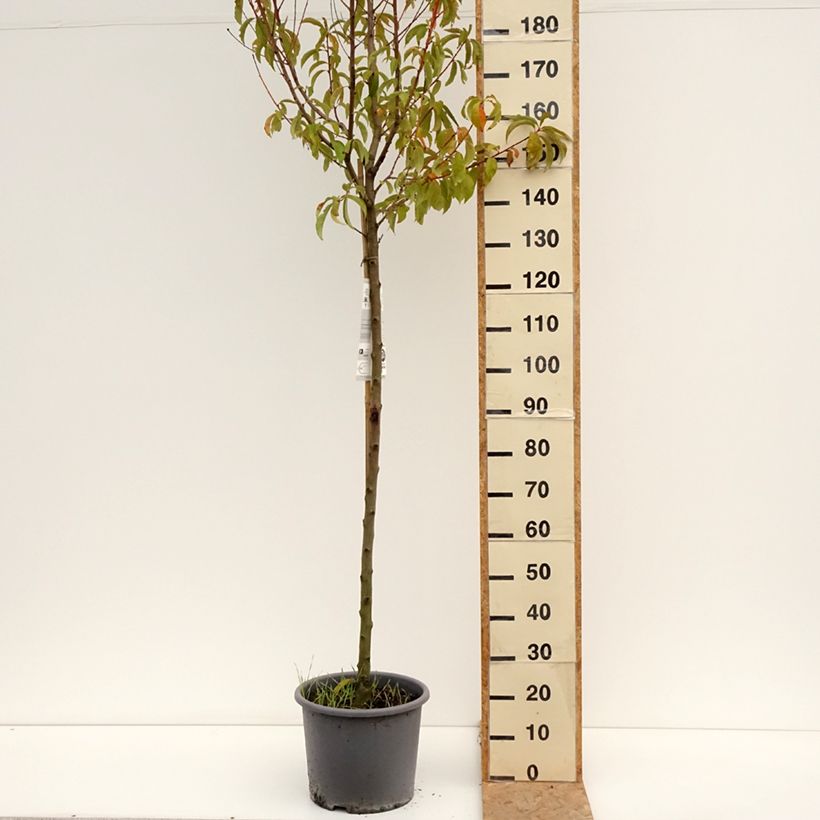 Amostra de Pessegueiro J.H. Hale - Prunus persica Vaso de 7,5 L/10 L, Meia haste tal como entregue no verão