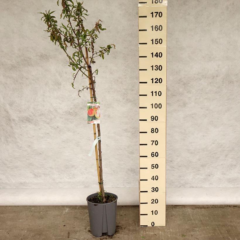 Amostra de Pessegueiro J.H. Hale - Prunus persica Vaso de 7,5 L/10 L, Meia haste tal como entregue na primavera