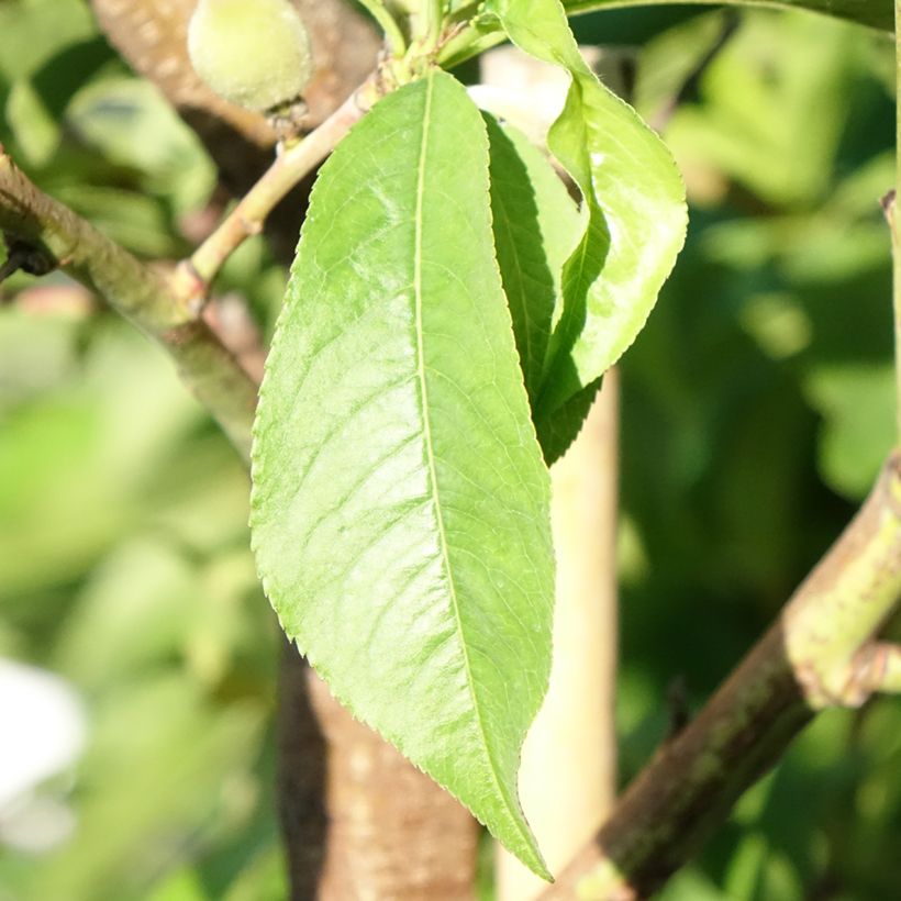 Pessegueiro J.H. Hale - Prunus persica (Folhagem)