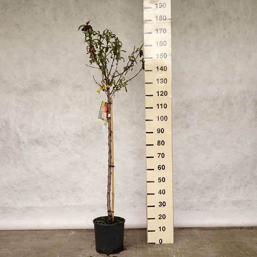 Amostra de Pessegueiro Michelini - Prunus persica Vaso de 7,5 L/10 L, Copo tal como entregue na primavera