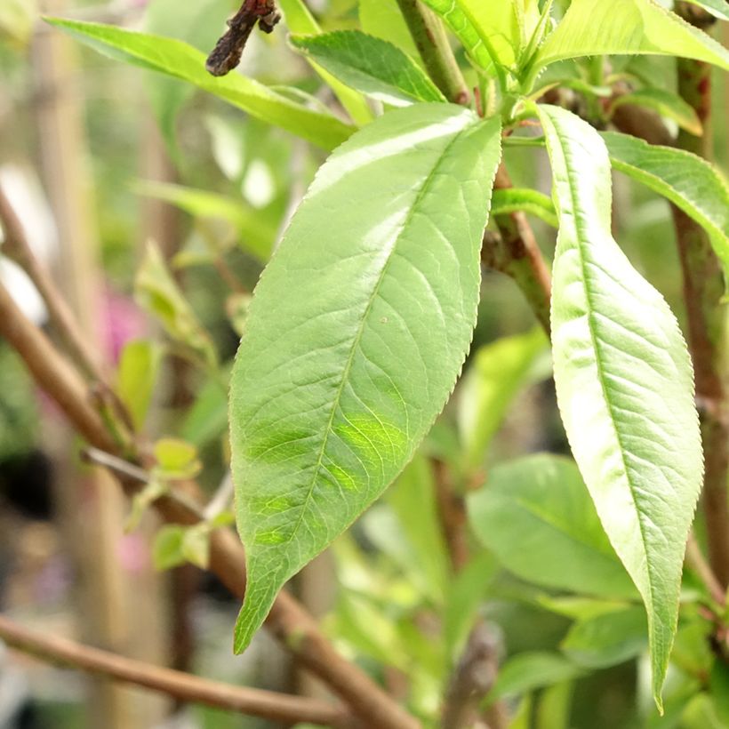 Pessegueiro Michelini - Prunus persica (Folhagem)