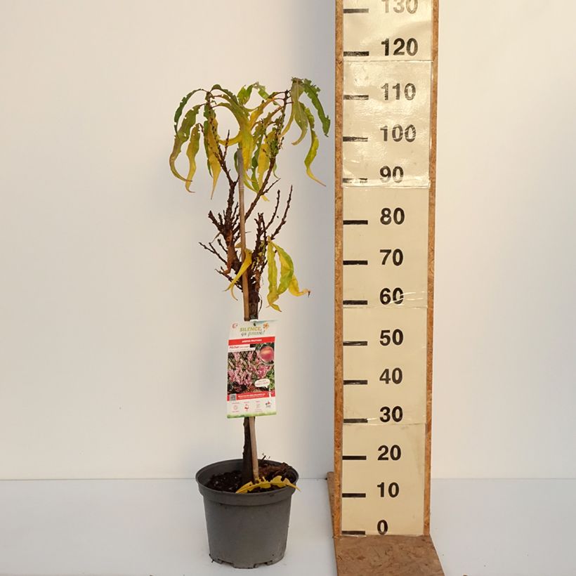 Amostra de Pessegueiro anão Amber Pix Zee - Prunus persica Vaso de 6 L/7 L, 1/4 de haste tal como entregue no outono