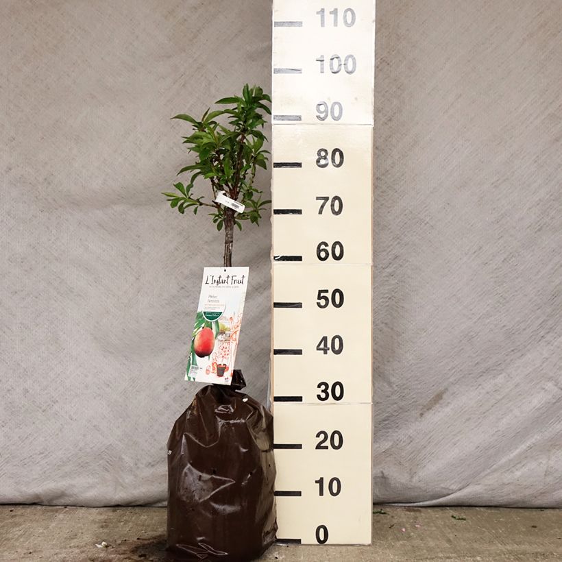 Amostra de Pessegueiro anão Bonanza Georges Delbard - Prunus persica Torrão "Pronto a plantar", 1/4 de haste tal como entregue na primavera