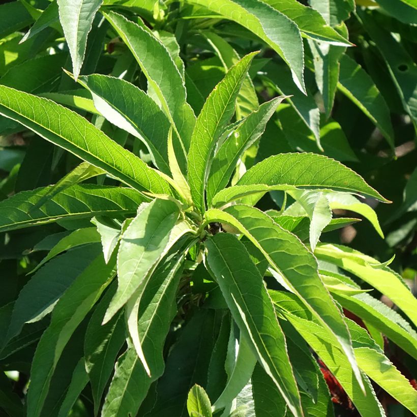 Pessegueiro anão Bonanza Georges Delbard - Prunus persica (Folhagem)