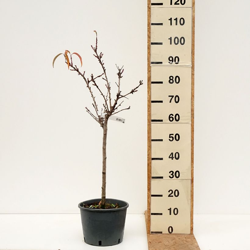 Amostra de Pessegueiro anão Bonanza Georges Delbard - Prunus persica Vaso de 7,5 L/10 L, 1/4 de haste tal como entregue no outono