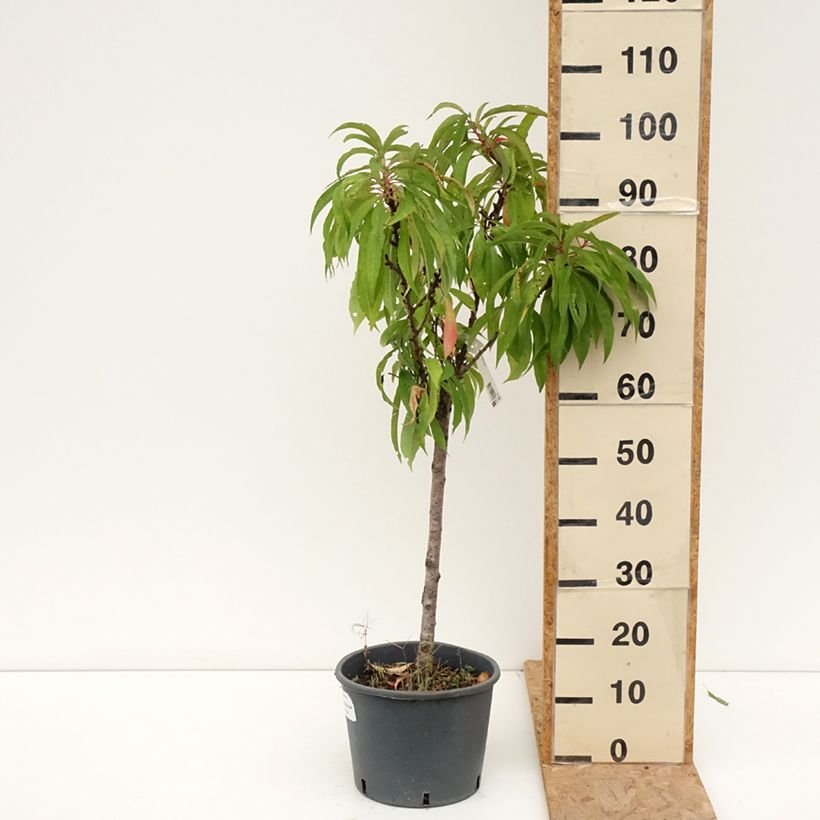 Amostra de Pessegueiro anão Bonanza Georges Delbard - Prunus persica Vaso de 7,5 L/10 L, 1/4 de haste tal como entregue no verão