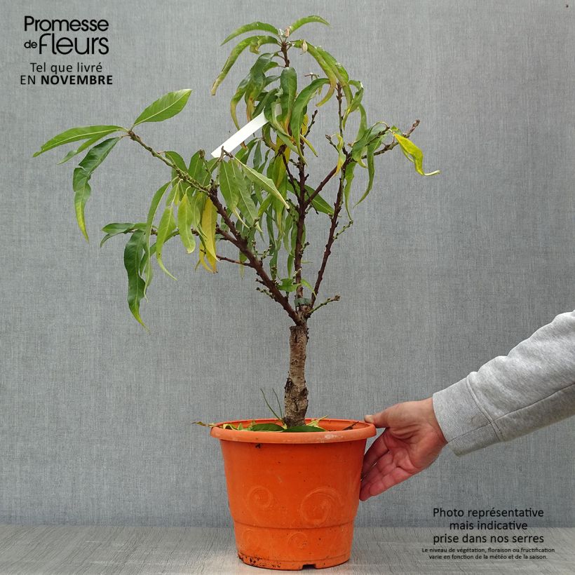 Amostra de Pessegueiro anão Diamond Zaipevi - Prunus persica Vaso de 6 L/7 L, 1/4 de haste tal como entregue no outono
