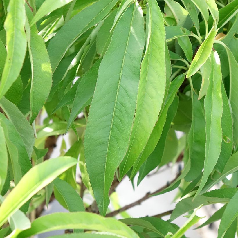 Pessegueiro anão Diamond Zaipevi - Prunus persica (Folhagem)
