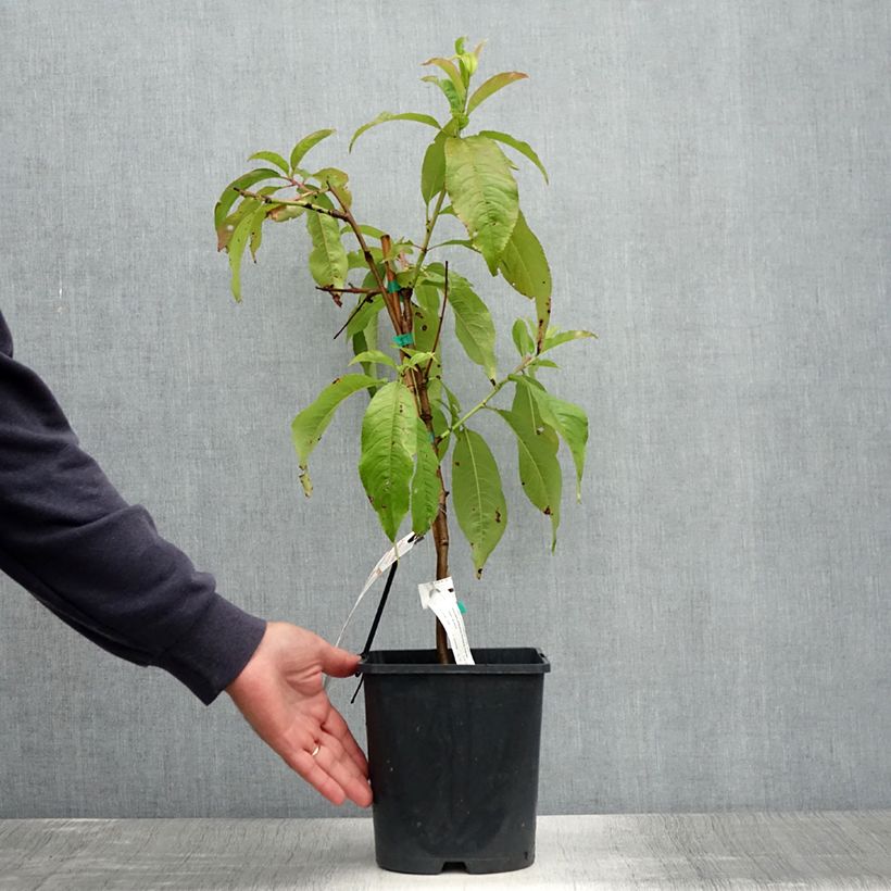 Amostra de Pessegueiro anão Fruit Me Peach Me Donut - Prunus persica Vaso de 4 L/5 L, Anão tal como entregue no verão