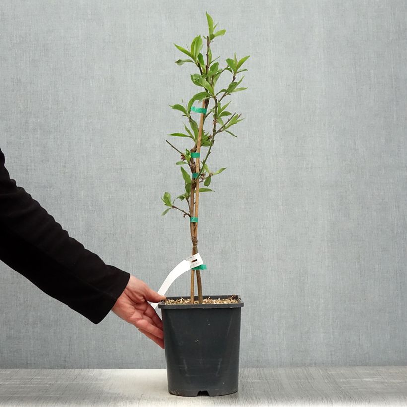 Amostra de Pessegueiro anão Fruit Me Peach Me Donut - Prunus persica Vaso de 4 L/5 L, Anão tal como entregue na primavera