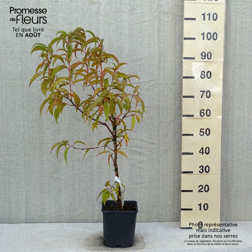 Amostra de Pessegueiro anão Fruit Me Peach Me Red - Prunus persica Vaso de 4 L/5 L, Anão tal como entregue no verão
