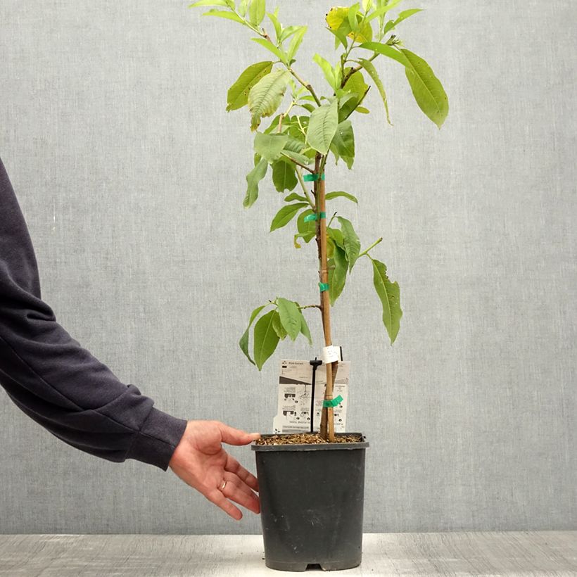Amostra de Pessegueiro anão Fruit Me Peach Me Yellow - Prunus persica Vaso de 4 L/5 L, Anão tal como entregue no verão