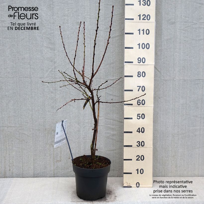 Amostra de Pessegueiro anão Ice Peach Gelo Fruit Me - Prunus persica Vaso de 7,5 L/10 L, 1/4 de haste tal como entregue no outono