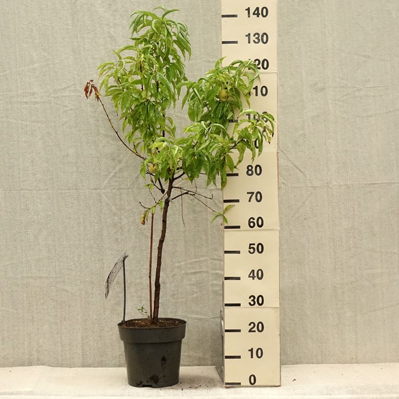 Amostra de Pessegueiro anão Ice Peach Gelo Fruit Me - Prunus persica Vaso de 7,5 L/10 L, 1/4 de haste tal como entregue no verão