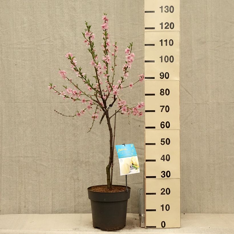 Amostra de Pessegueiro anão Ice Peach Gelo Fruit Me - Prunus persica Vaso de 7,5 L/10 L, 1/4 de haste tal como entregue na primavera
