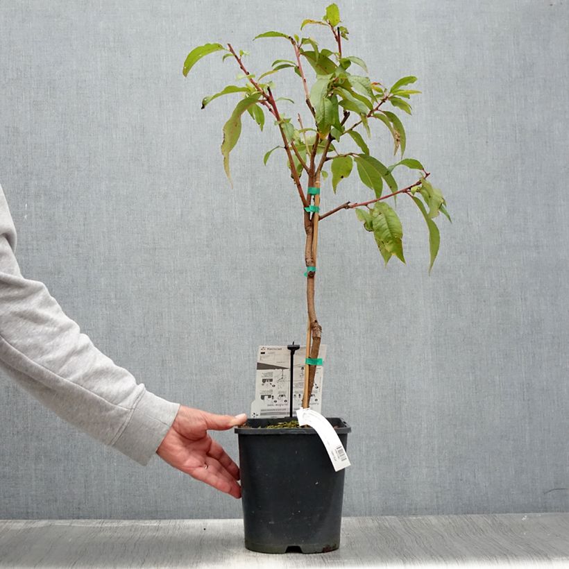 Amostra de Nectarina anão Fruit Me Necta Me - Prunus persica Vaso de 4 L/5 L, Anão tal como entregue no verão