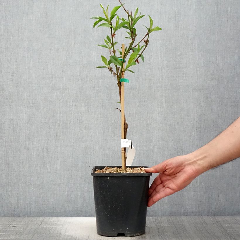 Amostra de Nectarina anão Fruit Me Necta Me - Prunus persica Vaso de 4 L/5 L, Anão tal como entregue na primavera