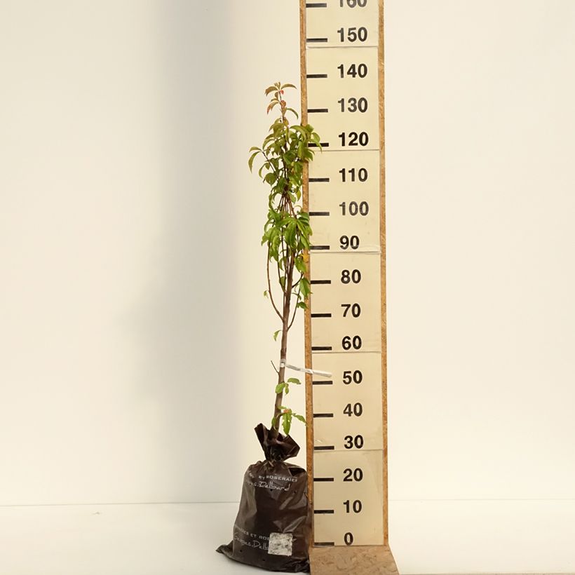 Amostra de Pessegueiro Orlandine Georges Delbard - Prunus persica Torrão "Pronto a plantar", Copo tal como entregue no verão