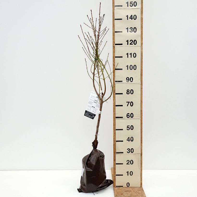 Amostra de Pessegueiro Orlandine Georges Delbard - Prunus persica Torrão "Pronto a plantar", Copo tal como entregue no outono