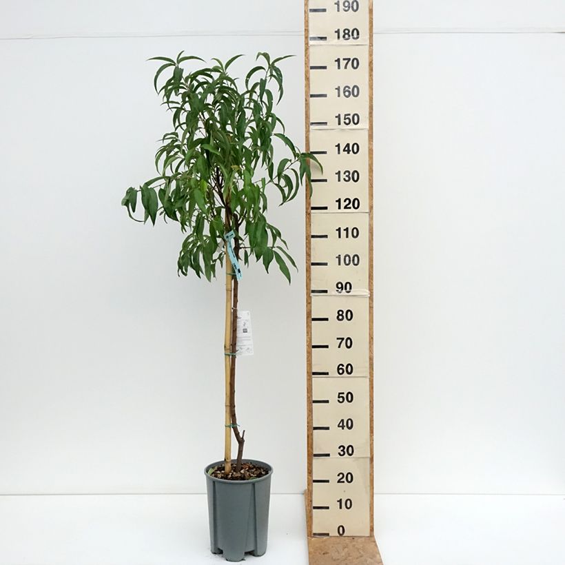 Amostra de Pessegueiro Platicarpa Bianca pêssego achatado branco - Prunus persica Vaso de 7,5 L/10 L, Meia haste tal como entregue no verão