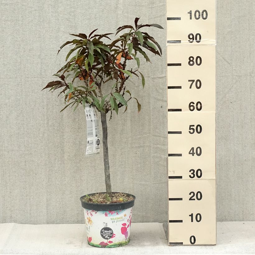 Amostra de Pessegueiro anão Crimson Bonfire - Prunus persica Vaso de 6 L/7 L, 1/4 de haste tal como entregue no verão