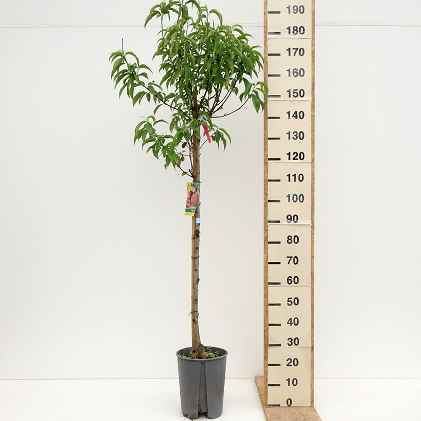 Amostra de Pessegueiro Sanguine - Prunus persica Vaso de 7,5 L/10 L, Meia haste tal como entregue na primavera