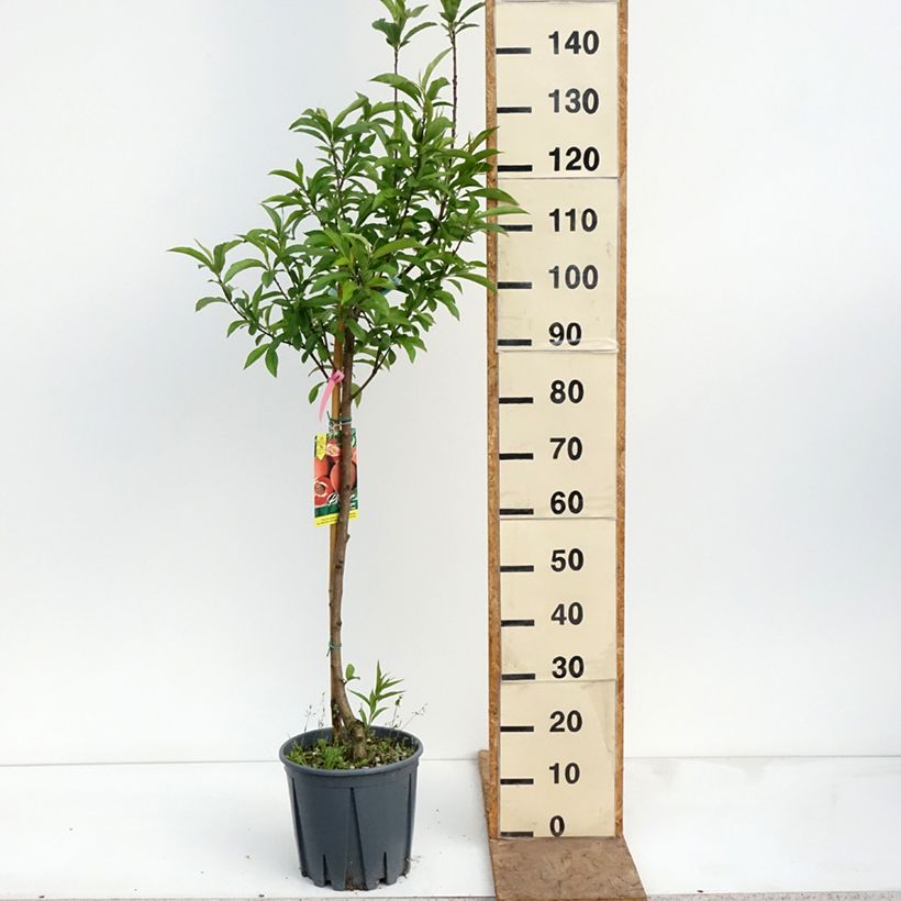Amostra de Pessegueiro Sanguine - Prunus persica Vaso de 7,5 L/10 L, Copo tal como entregue na primavera