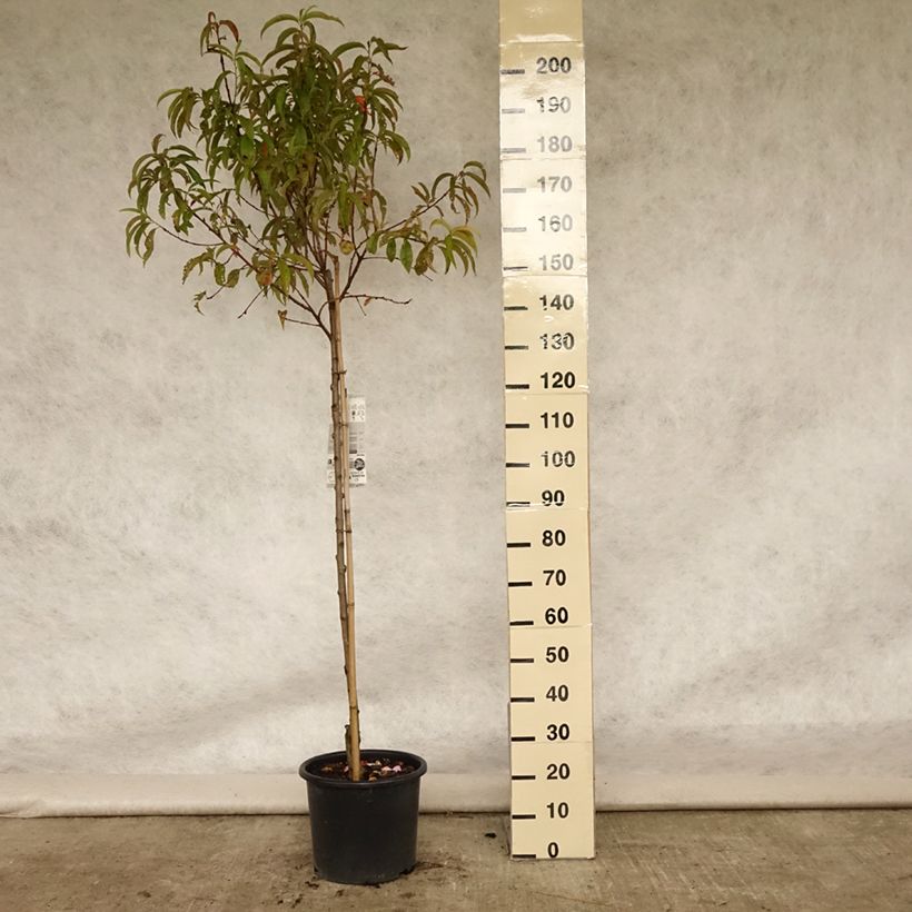Amostra de Pessegueiro Redhaven - Prunus persica Vaso de 7,5 L/10 L, Meia haste tal como entregue no verão