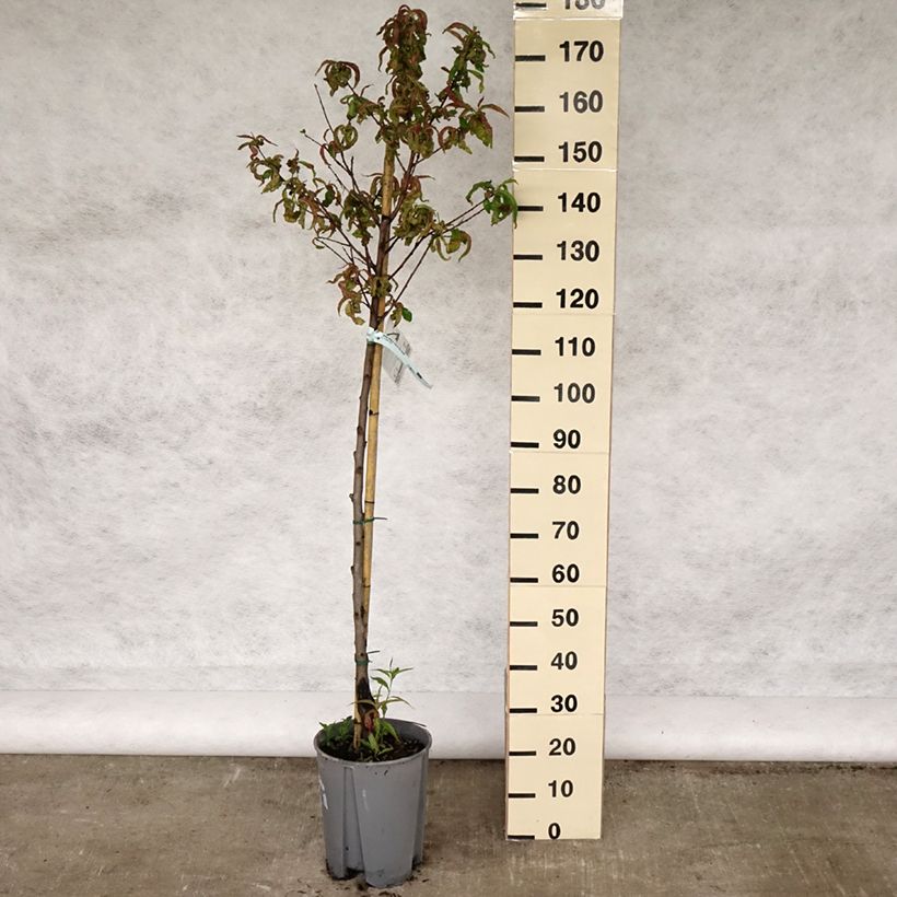 Amostra de Pessegueiro Redhaven - Prunus persica Vaso de 7,5 L/10 L, Meia haste tal como entregue na primavera