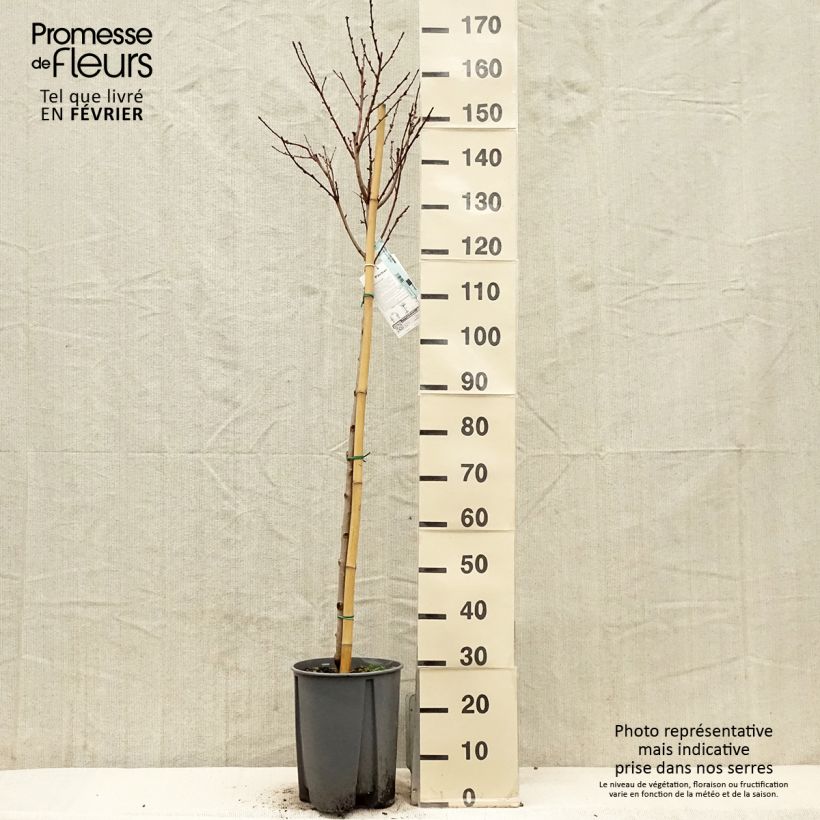 Amostra de Pêcher Redwing Vaso de 7,5 L/10 L, Meia haste tal como entregue no inverno