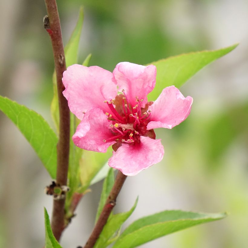 Pessegueiro Redwing - Prunus persica (Floração)