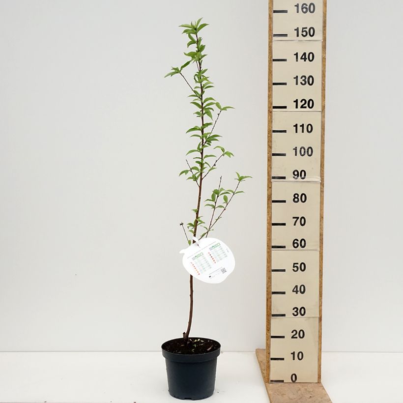 Amostra de Pessegueiro Rainha dos Pomares - Prunus persica Vaso de 7,5 L/10 L, Copo tal como entregue na primavera