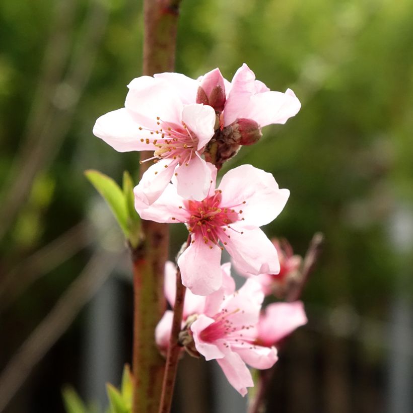 Pessegueiro Rainha dos Pomares - Prunus persica (Floração)
