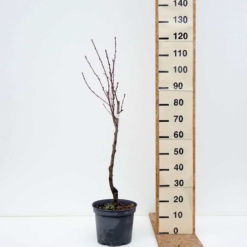 Amostra de Pessegueiro Rainha dos Pomares - Prunus persica Vaso de 7,5 L/10 L, Copo tal como entregue no outono