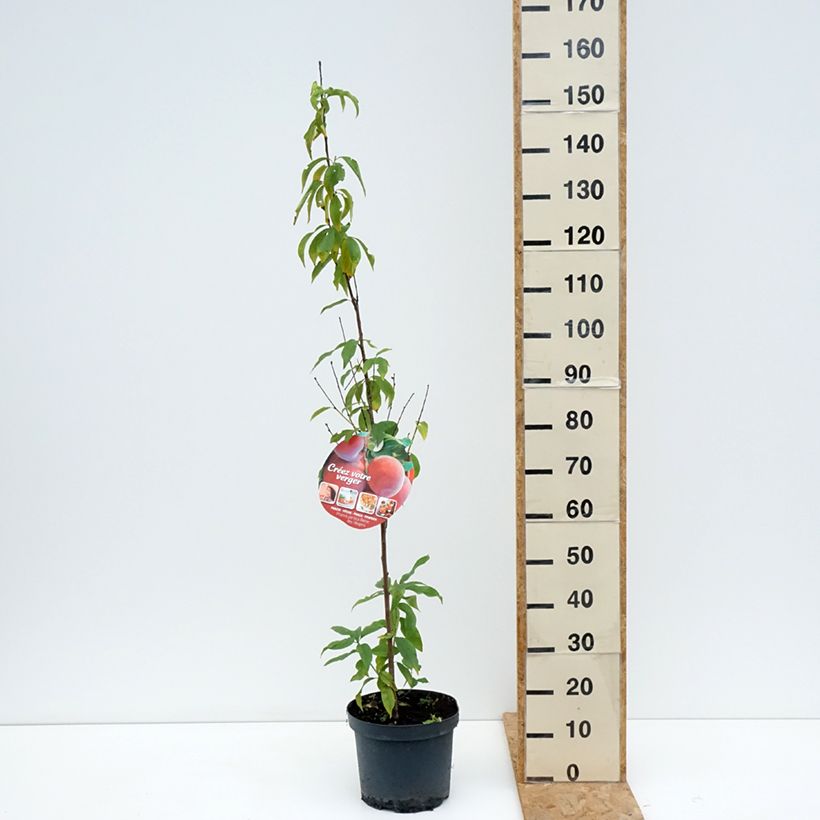Amostra de Pessegueiro Rainha dos Pomares - Prunus persica Vaso de 7,5 L/10 L, Copo tal como entregue no verão