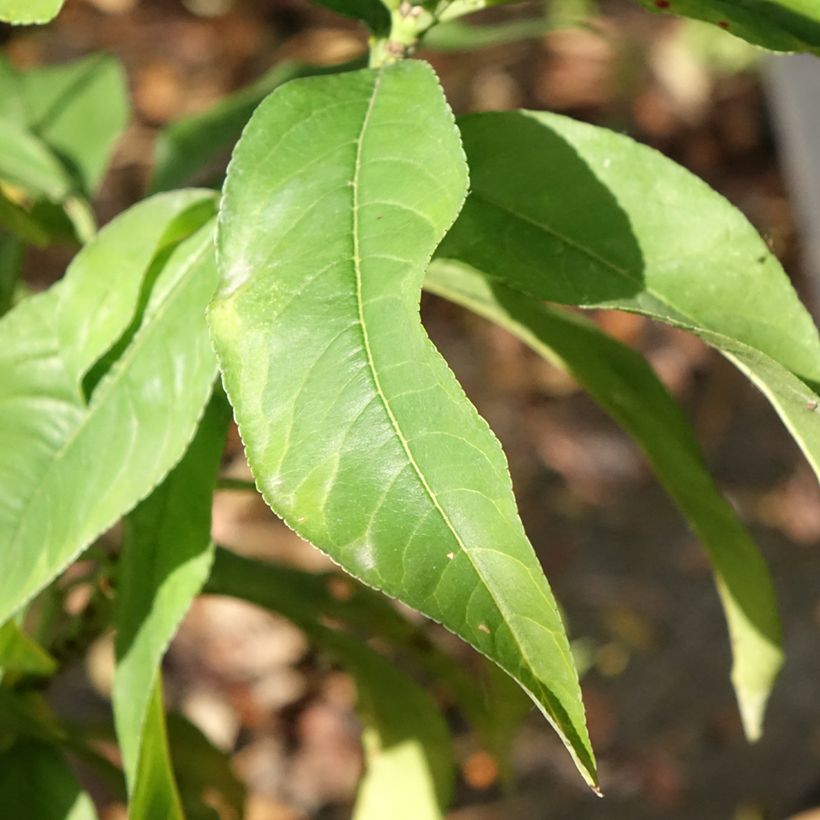 Pessegueiro Rainha dos Pomares - Prunus persica (Folhagem)