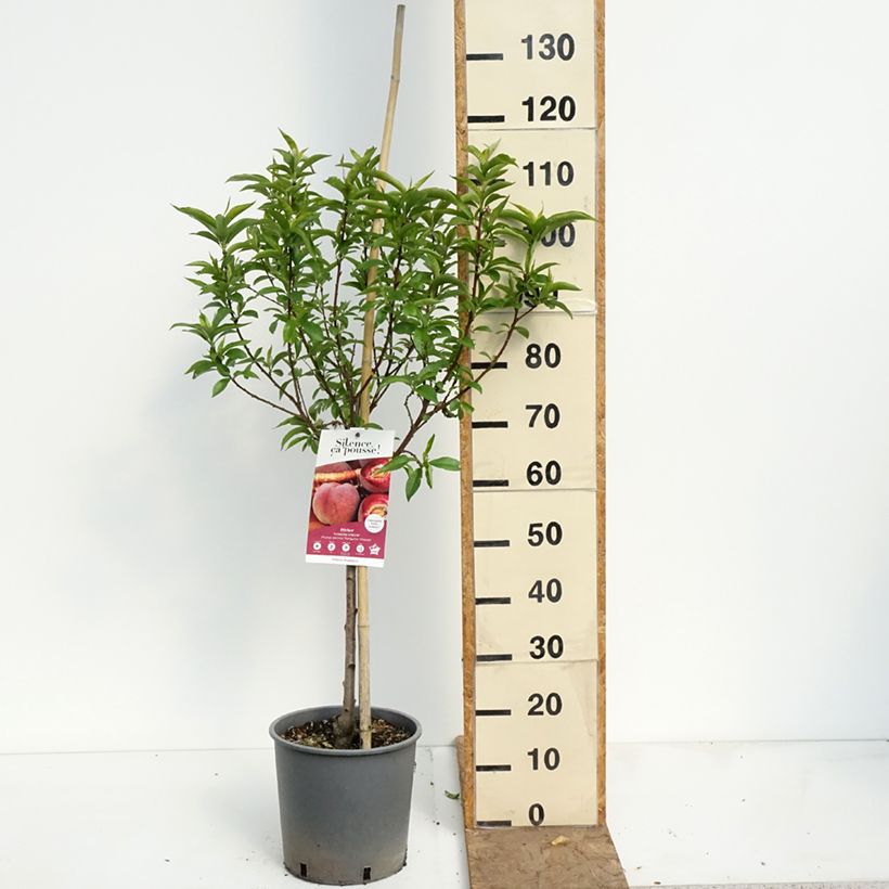 Amostra de Pessegueiro Sanguine Vineuse - Prunus persica Vaso de 7,5 L/10 L, Copo tal como entregue na primavera