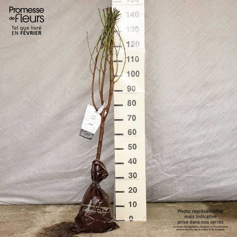 Amostra de Pêcher Saturne (pêche plate) - Georges Delbard Torrão "Pronto a plantar", Copo tal como entregue no inverno