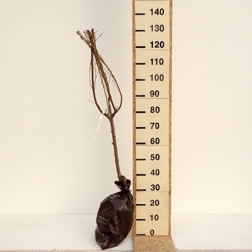 Amostra de Pessegueiro-achatado Saturne Georges Delbard - Prunus persica Torrão "Pronto a plantar", Copo tal como entregue na primavera