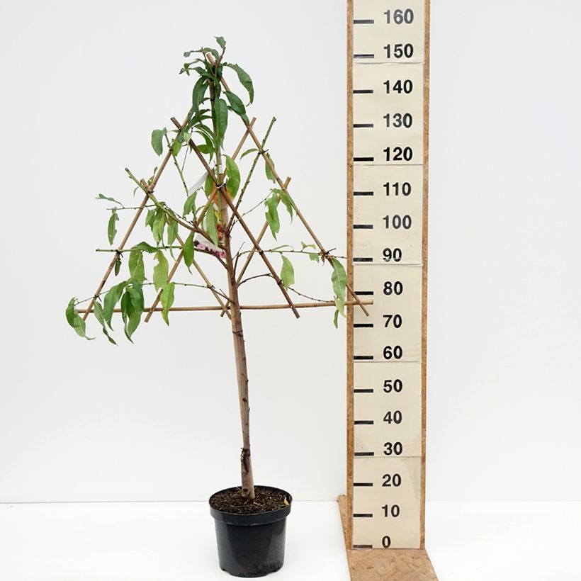 Amostra de Pessegueiro-achatado Saturne Georges Delbard - Prunus persica Vaso de 7,5 L/10 L tal como entregue no outono