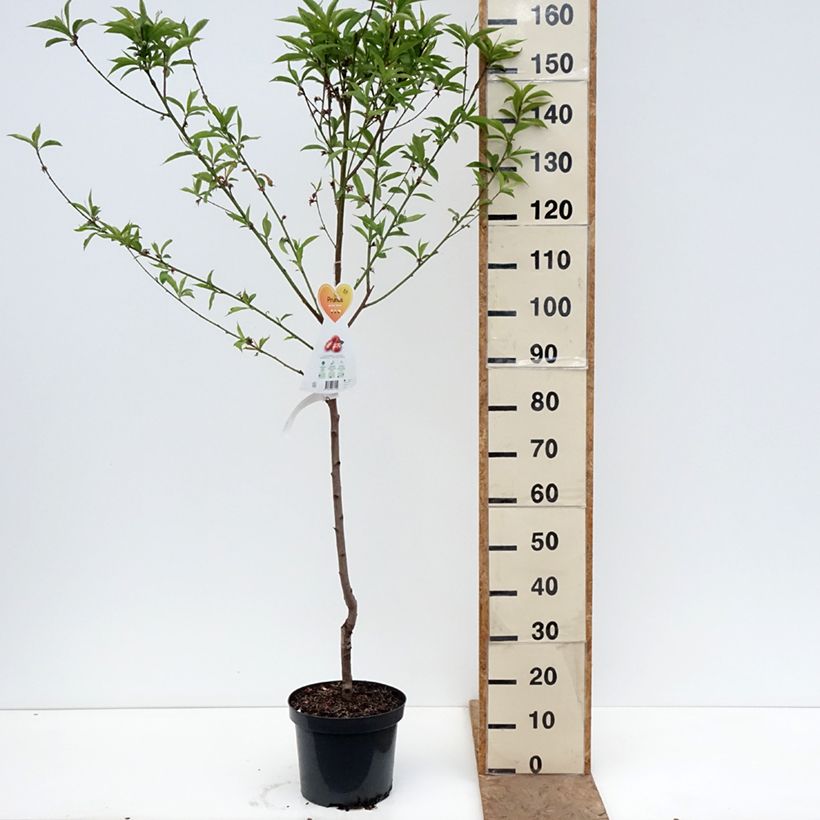 Amostra de Pessegueiro-achatado Saturne Georges Delbard - Prunus persica Vaso de 7,5 L/10 L tal como entregue na primavera