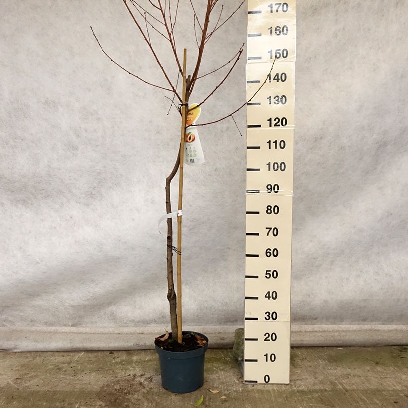Amostra de Pessegueiro Suncrest - Prunus persica Vaso de 7,5 L/10 L, Meia haste tal como entregue no outono