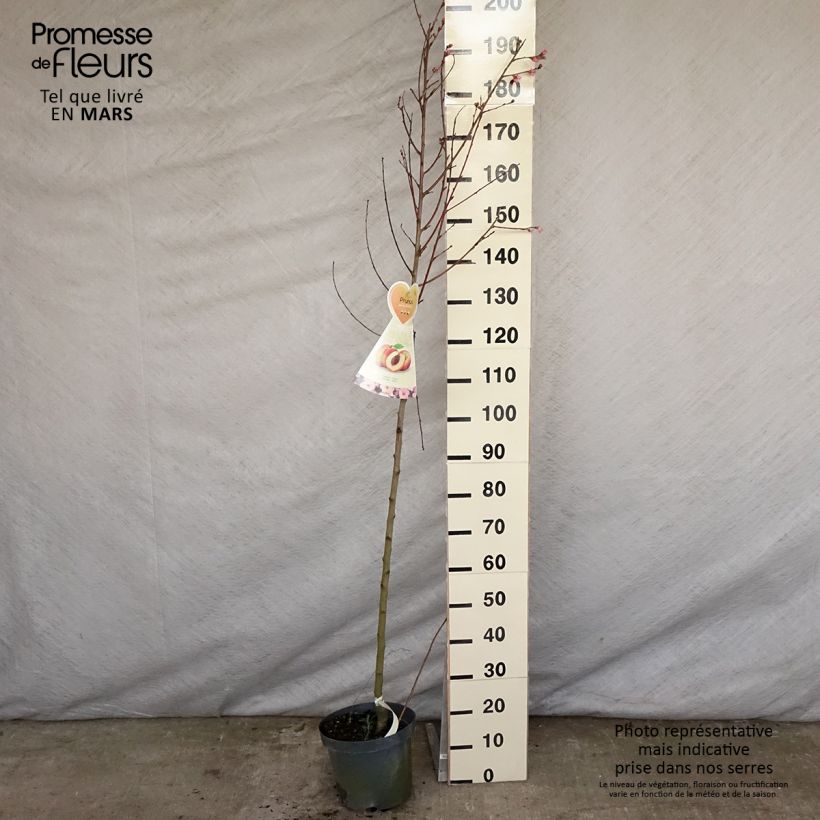 Amostra de Pessegueiro Suncrest - Prunus persica Vaso de 7,5 L/10 L, Meia haste tal como entregue na primavera