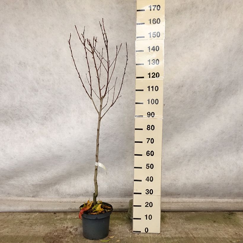 Amostra de Pessegueiro Suncrest - Prunus persica Vaso de 7,5 L/10 L, Copo tal como entregue no outono