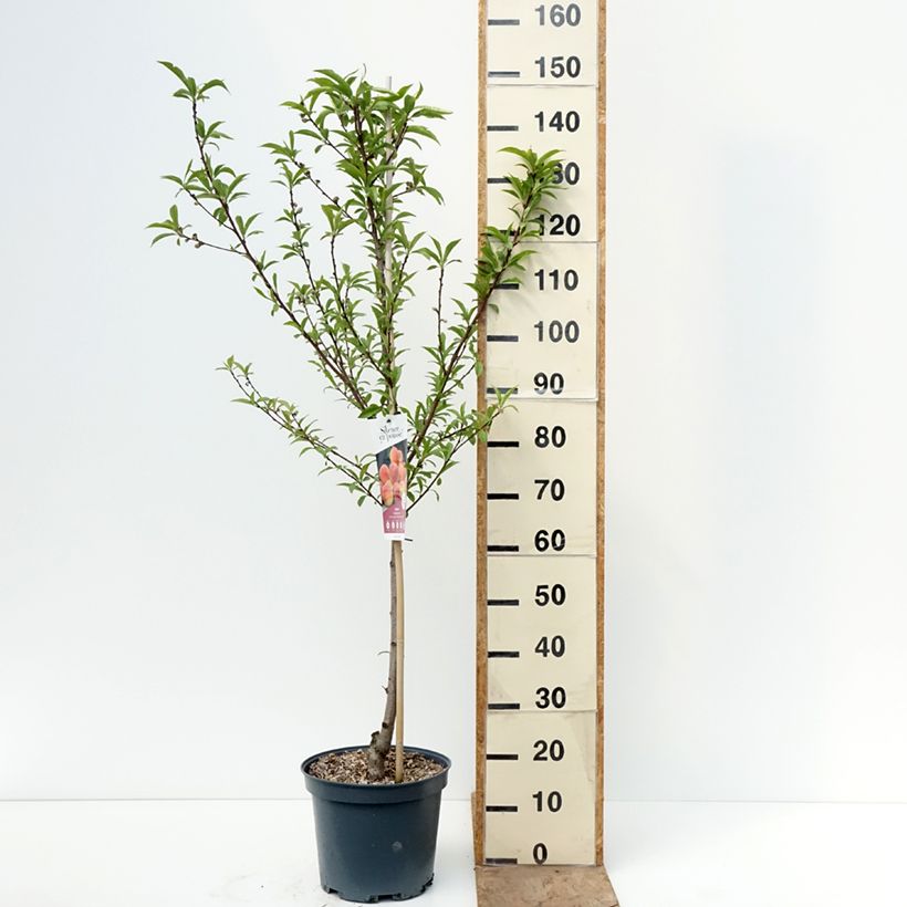 Amostra de Pessegueiro Téton de Vénus - Prunus persica Vaso de 7,5 L/10 L, Copo tal como entregue na primavera