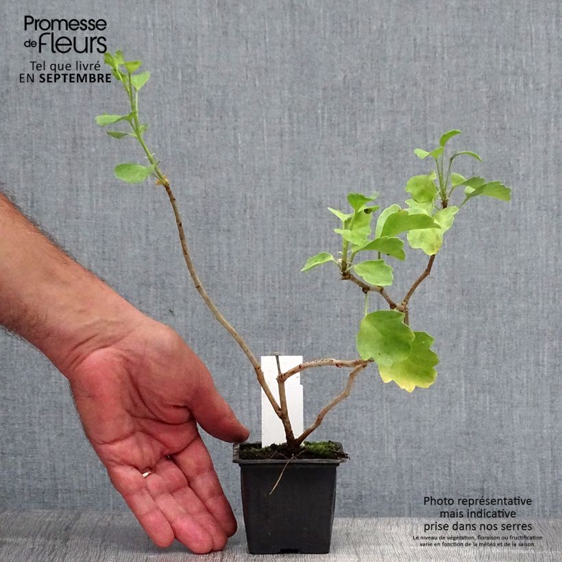 Amostra de Pelargonium acetosum Vaso de 8/9 cm tal como entregue no outono