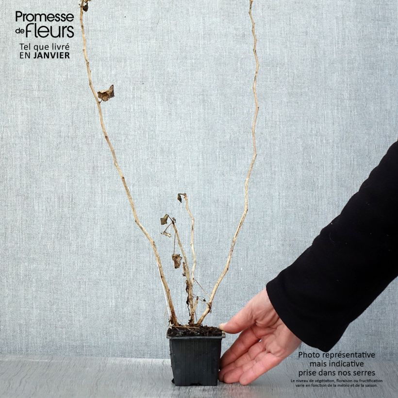 Amostra de Pelargonium acetosum Vaso de 8/9 cm tal como entregue no inverno